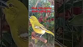 Download lagu Pikat Sirtu betina birahi paling jitu #shorts mp3