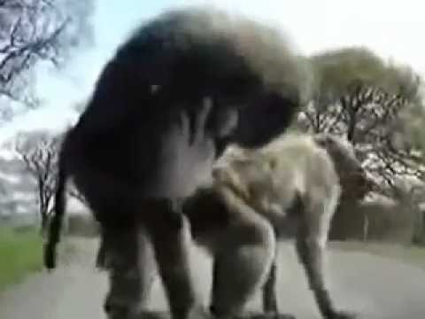 Apologise, A teen have sex with a monkey Agree, remarkable A teen have sex with a monkey are