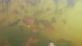Ловля рыбы в крыму на пресных водоемах