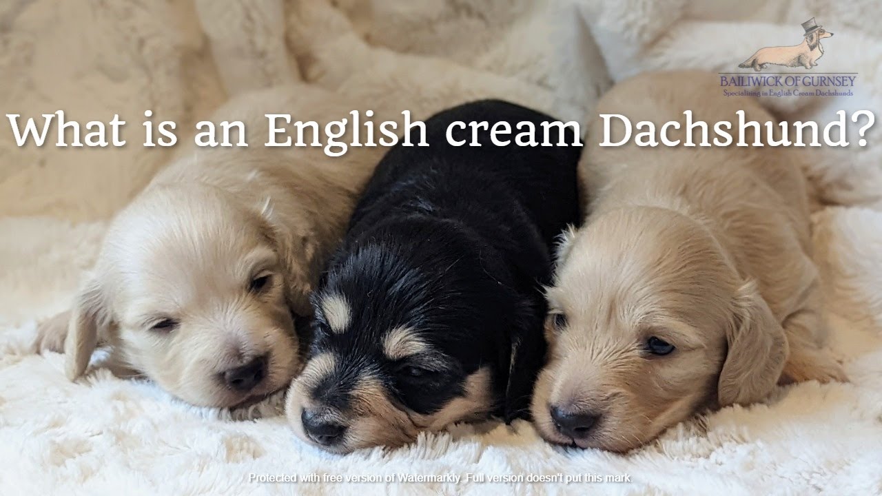 What is an English cream dachshund?