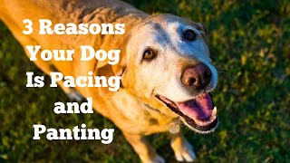 3 Reasons Your Dog Is Pacing and Panting