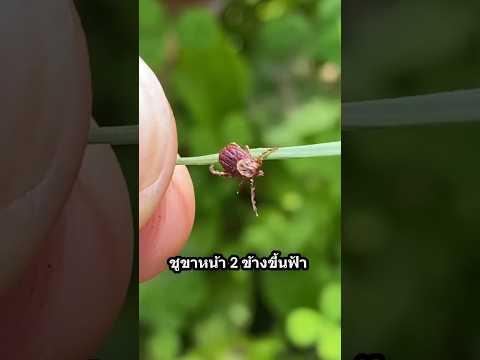 ลูกองุ่นดูดเลือด! 🍇 จากเม็ดงากลายเป็นไซส์ยักษ์    สยองกว่านี้มีอีกไหม! #animals  #สัตว์เลี้ยง
