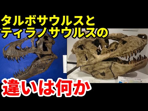 タルボサウルスの化石