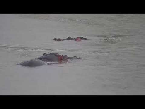 Djuma: Two Hippos in dam - 16:35 - 10/30/21