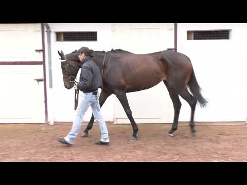 2023 Grand Steeple - Lot 5 - f. JOLIEPOULE (COKORIKO x BRUNE ECOSSAISE)