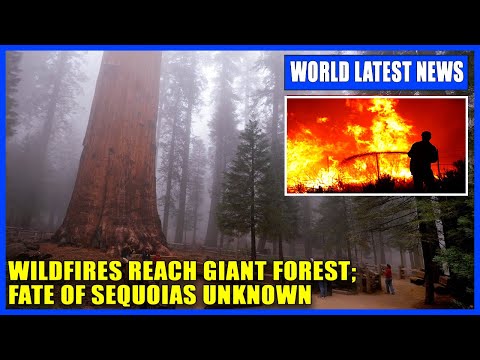 California wildfires reach Giant Forest; fate of sequoias unknown