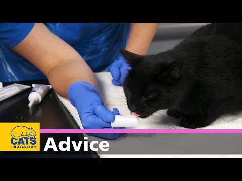 How to clean your cat's teeth | Feline dental care - YouTube