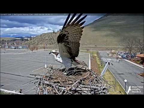Hellgate Ospreys * Iris Gets Down to Business!  * Bringing Grass & Mulitiple Sticks