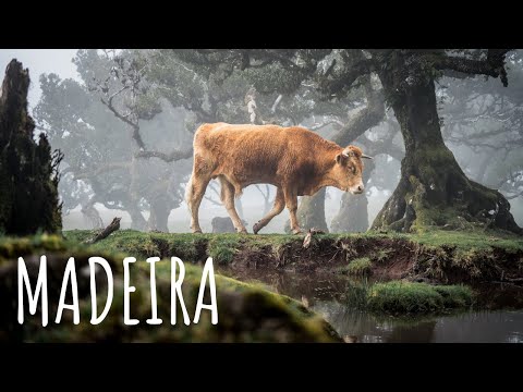 Chasing Sunsets on Madeira