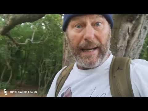 this Horse Chestnut tree really is suffering, here's why