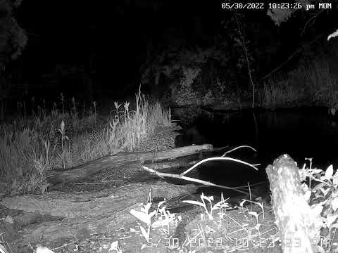 Barred Tiger Salamander Wildcat Hills Nebraska 5.30.22 1023pm