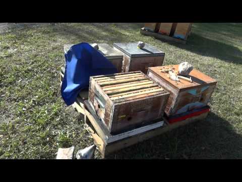 Remote beekeeping 58 3-frame nuclei