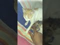 My Cat Gave Birth To Two Kittens Newborn Kittens In Day1