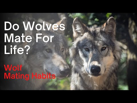 YouTube video about: How do wolves mark their mates?