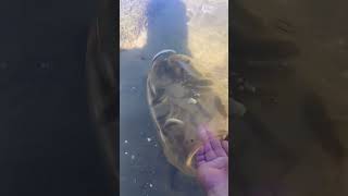 Download lagu sandy chubs#youtube#youtubeshorts#subscribe#fish#invasivefish mp3 Download lagu sandy chubs#youtube#youtubeshorts#subscribe#fish#invasivefish mp3