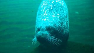 preview picture of video 'Oceanografic / Aquarium in Valencia, Spain'