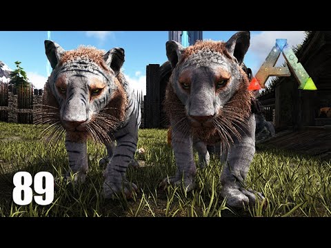 FELINOS EM AÇÃO - Caçando com os LEÕES e TIGRES e domando um TIGRE MACHO - ARK Ragnarok - Ep 89