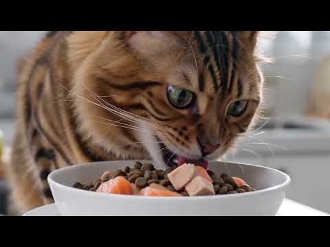 食品寵物
