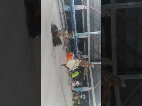 Miss KCY Ma ana mwaiee ni Kiribati🇰🇮