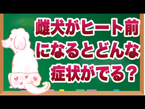 発情後に分泌物が出る犬:原因と症状