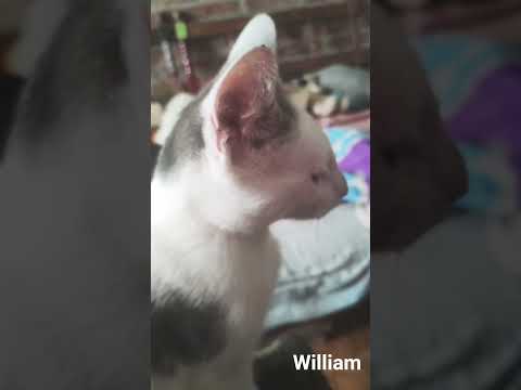 William (fleco gatuno)