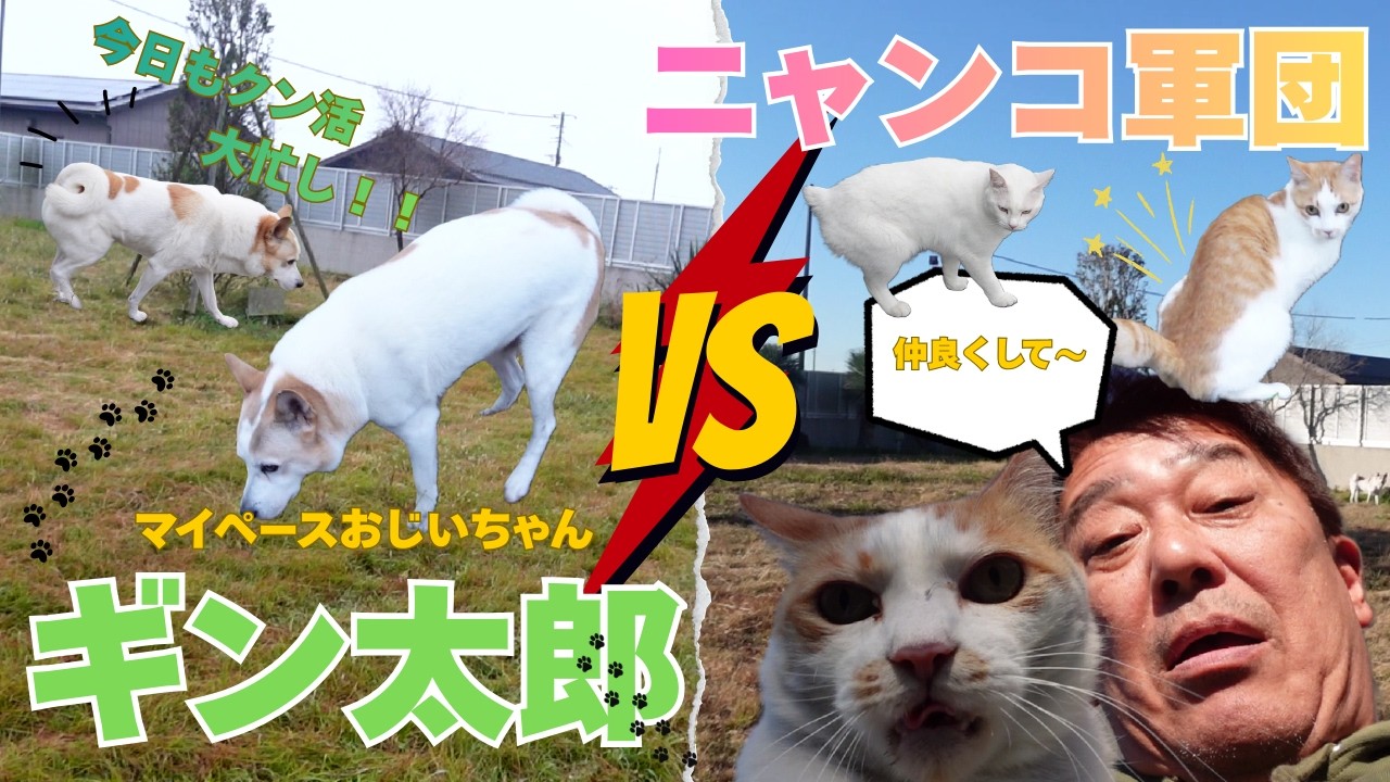 【日常バトル】ギン太郎 vs ニャンコ軍団