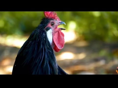 The biggest roosters compilation - crowing roosters of  more than 40 heritage chicken breeds crow