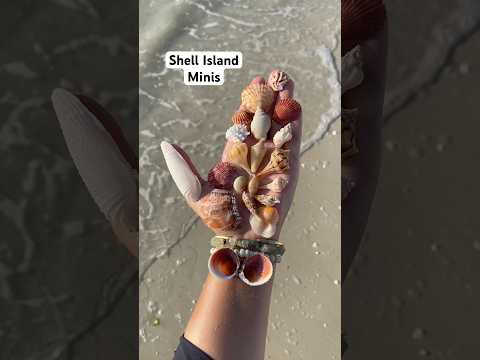 Mini shells & colorful scallops on Shell Island in southwest Florida🐚