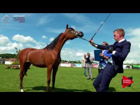 N.20 BATALAH DE CARTHEREY - Chantilly 2017 Europea BC - Yearling Fillies (Class 1B)
