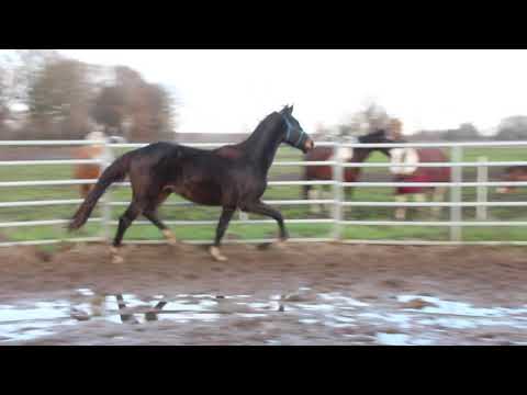 Diamond Big Star Boy - FOR SALE - Allrounder geb 6/2017 EM 173cm++ Duir Ask Ichschi Silverboy