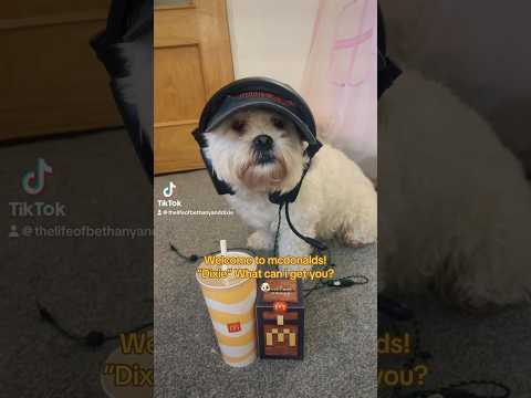 welcome to mcdonalds! “DIXIE” can i take your order? 😊🐶❤️🦮🍔🍟🥤#cutedog #dogfashion #viralvideo