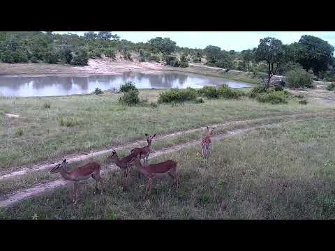 Djuma: Wildebeest bulls, Impalas and Warthogs - 13:17 - 02/02/2023