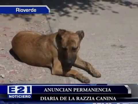 ANUNCIAN PERMANENCIA DIARIA DE LA RAZZIA CANINA