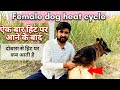 Female Dog Heat Par Kab Aati Hai Female Dog Dobara Heat Par Kab Aati Hai Female Dog Heat Cycle
