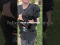 Bernedoodle dogs for sale: Bernedoodle Puppy 5 - Video 1