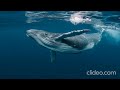 Humpback Whale Feeding Calls HD Sound Effects Without Copyright 2020 Sound Hub