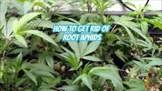 HOW TO GET RID OF ROOT APHIDS