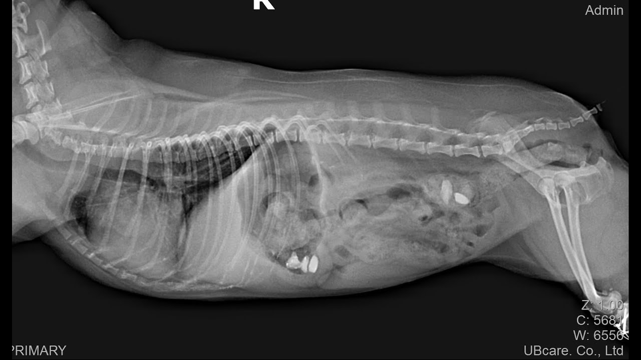 퐁키야 제발ㅠㅠ 강아지 배에 이상한게 들어있어요ㅜㅜ