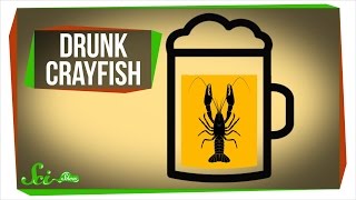 Getting Crayfish Drunk... For Science!