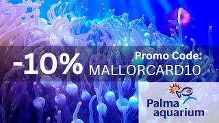 Palma Aquarium -10% Promo Code: MALLORCARD10