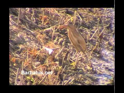 Avetorillo común ( Ixobrychus minutus )