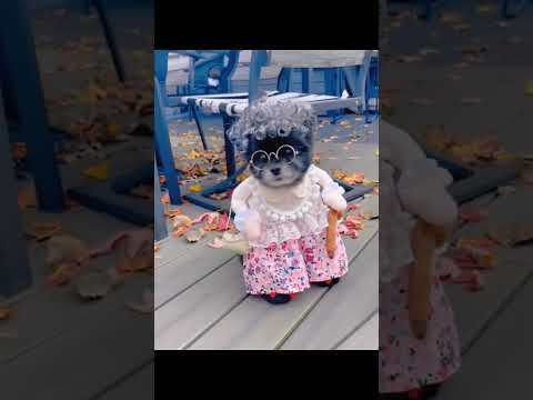 Funny dog videos#dogs #pets #funny #fumnyvideos #Funny animals #foryou #Toxi