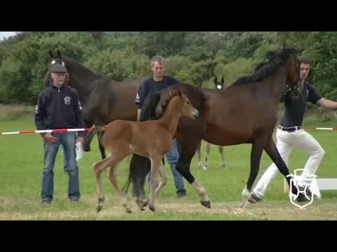 NF324 Stutfohlen von Livello - Sir Shostakovich xx - Ronald