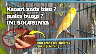 Download lagu It turns out that it's this EASY to make Canaries sing❗Here's how mp3 Download lagu It turns out that it's this EASY to make Canaries sing❗Here's how mp3