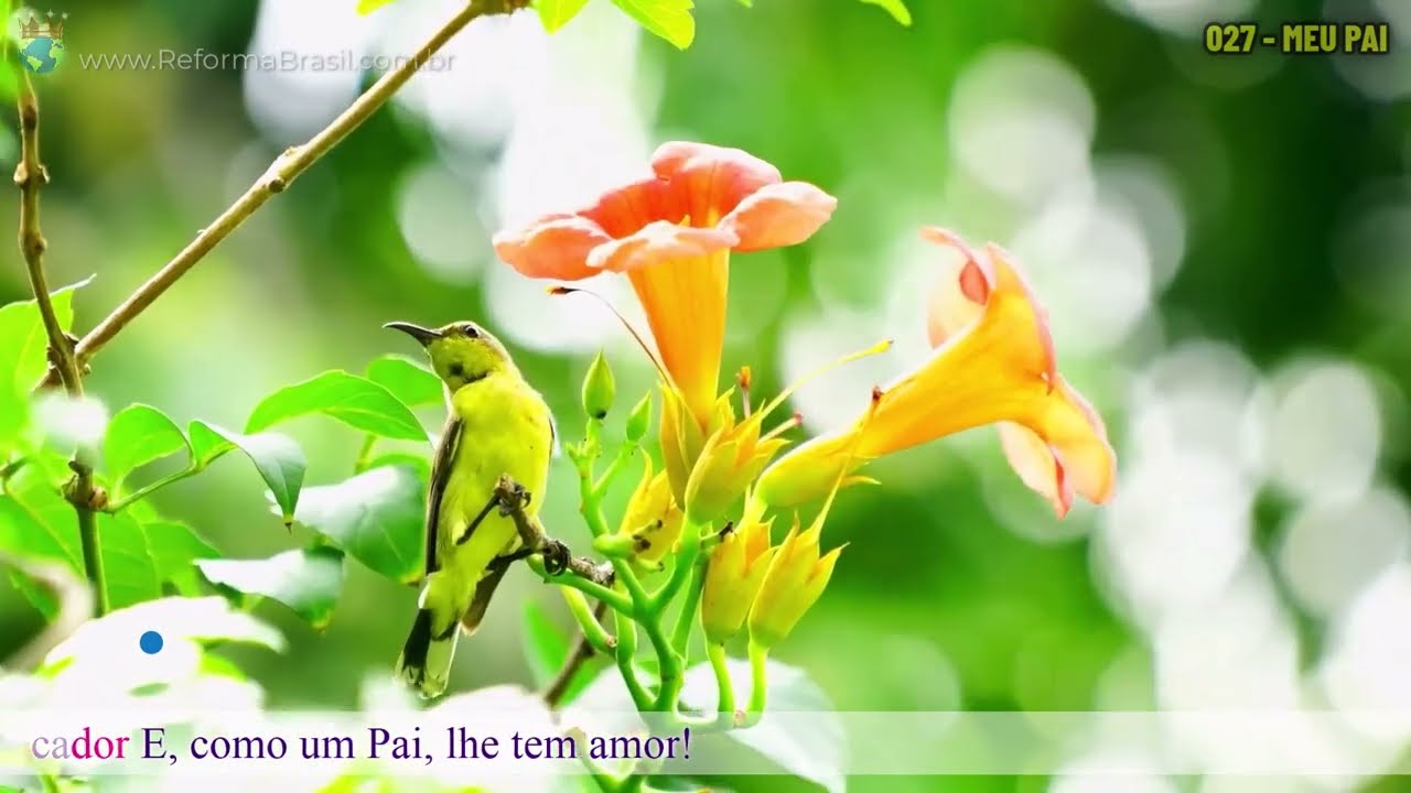 Vídeo: 027 - MEU PAI (Novo Hinário Estilo Karaokê)