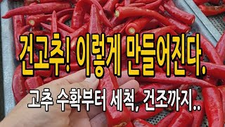 건고추 이렇게 만들어진다! 고추 수확부터 세척 건조까지 건고추 만들어지는 과정