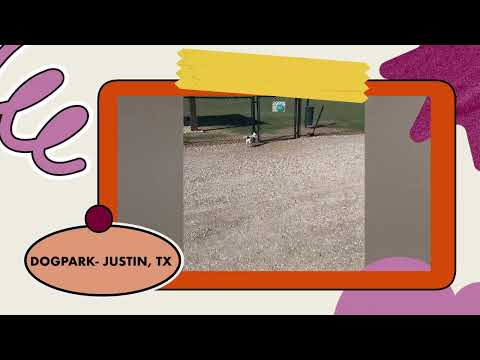 WAFFLES AT THE DOG PARK-JUSTIN, TX & ON THE BEACH- FORT SILL, OK