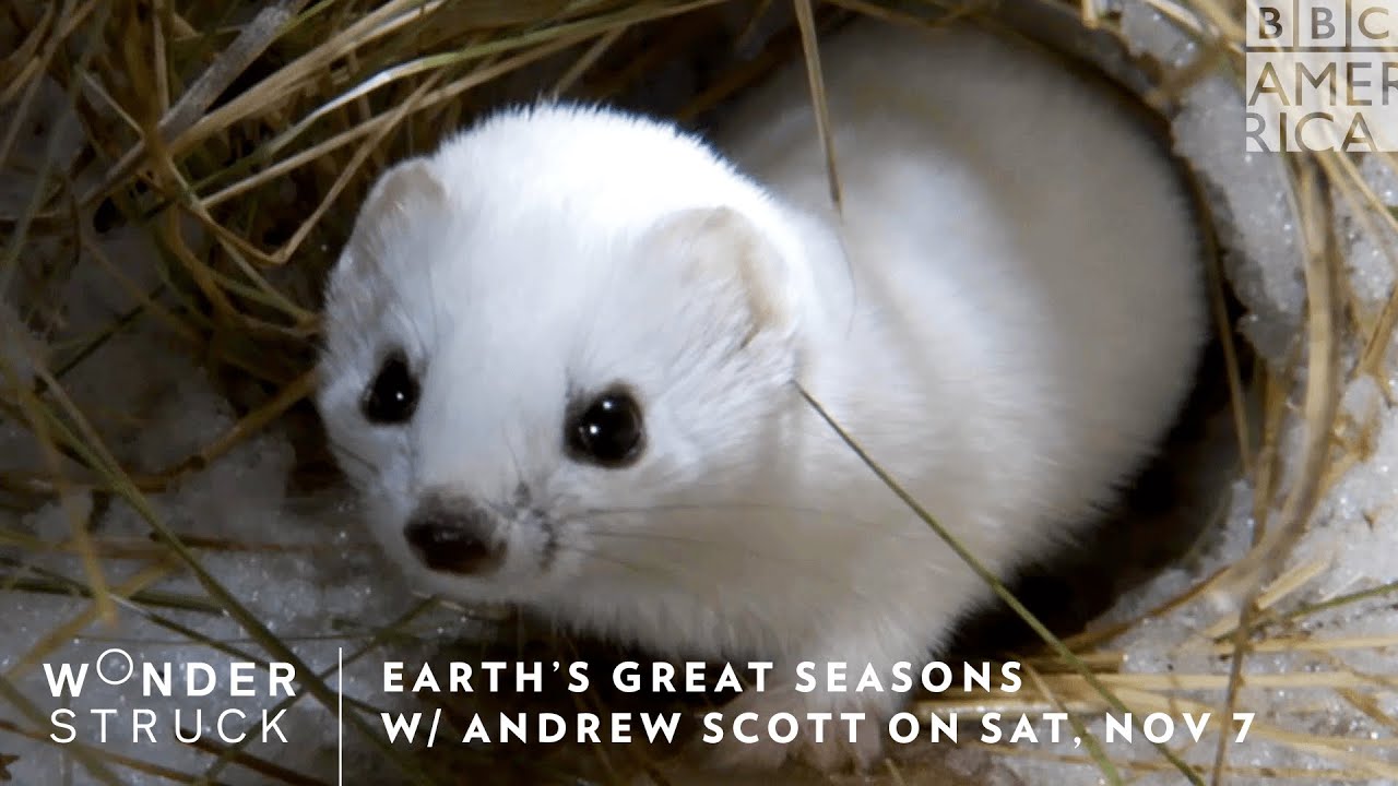 â€˜Earthâ€™s Great Seasonsâ€™ w/ Andrew Scott Premieres Sat, Nov 7 | BBC America - YouTube