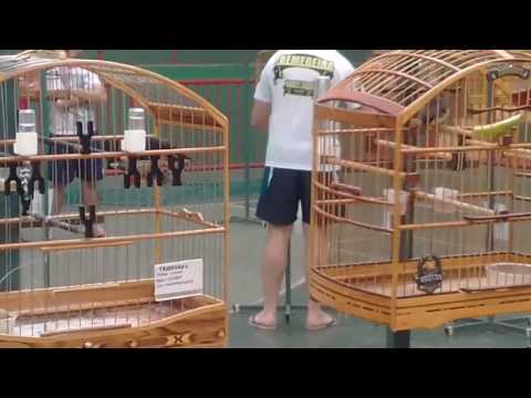 Meu pretinho transtorno na roda em itauna mg