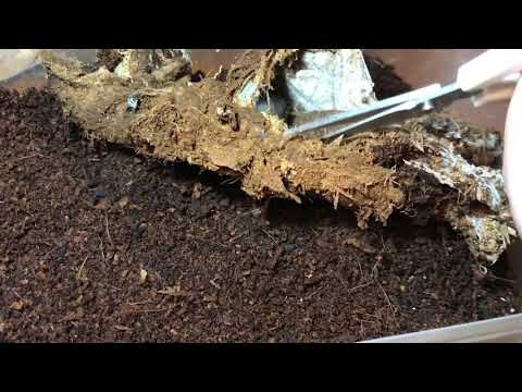 Funnelweb Egg Sack Removal (Atrax Robustus / Hadronyche Cerberea)